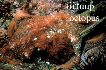 Octopus, sea creature image