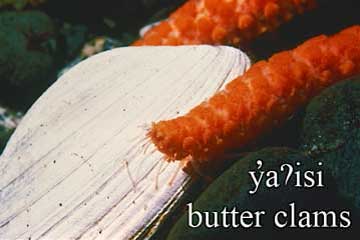 Butter clams, sea creature image