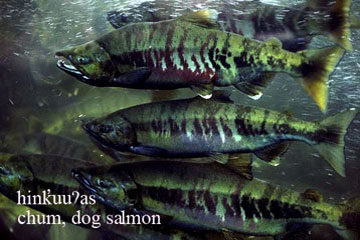 chum or dog salmon, sea creature image