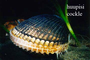 Cockle sea creature image