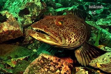 Cod, sea creature image