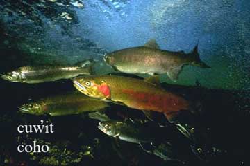 Coho, sea creature image