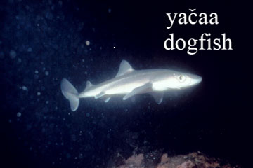 Dog Fish, sea creature image