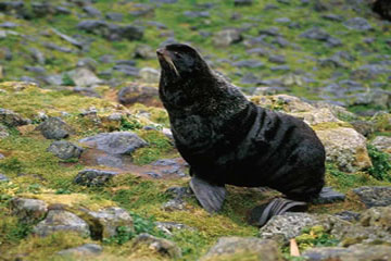 Fur Seal, sea creature image