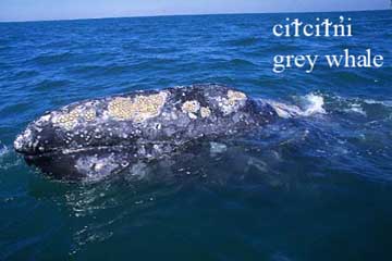 Grey Whale, sea creature image
