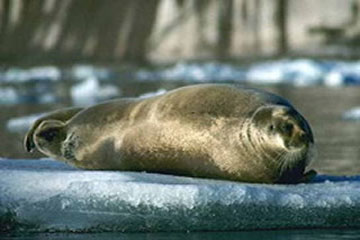 Hair seal, sea creature image