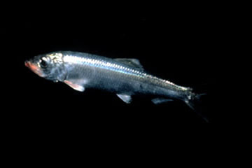 herring, sea creature image