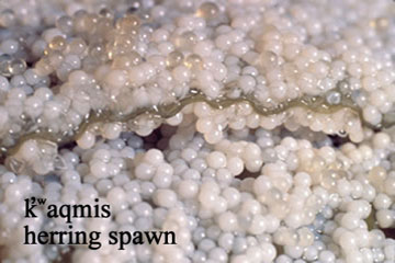 herring spawn, sea creature image