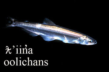 Oolicahns, sea creature image
