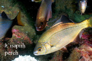 Perch, sea creature image