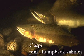 Pink humpback salmon image