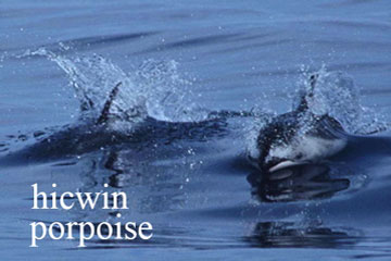 porpoise image