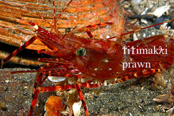 prawn image