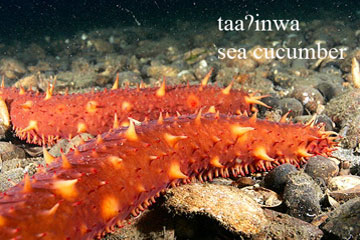 Sea Cucumber image