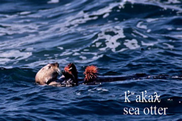 sea urchin image