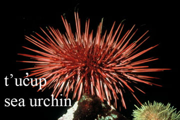 sea urchin image