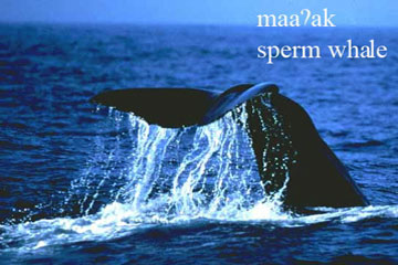 Sperm whale image