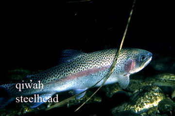 steelhead image