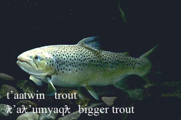 trout image