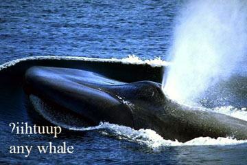 whale image